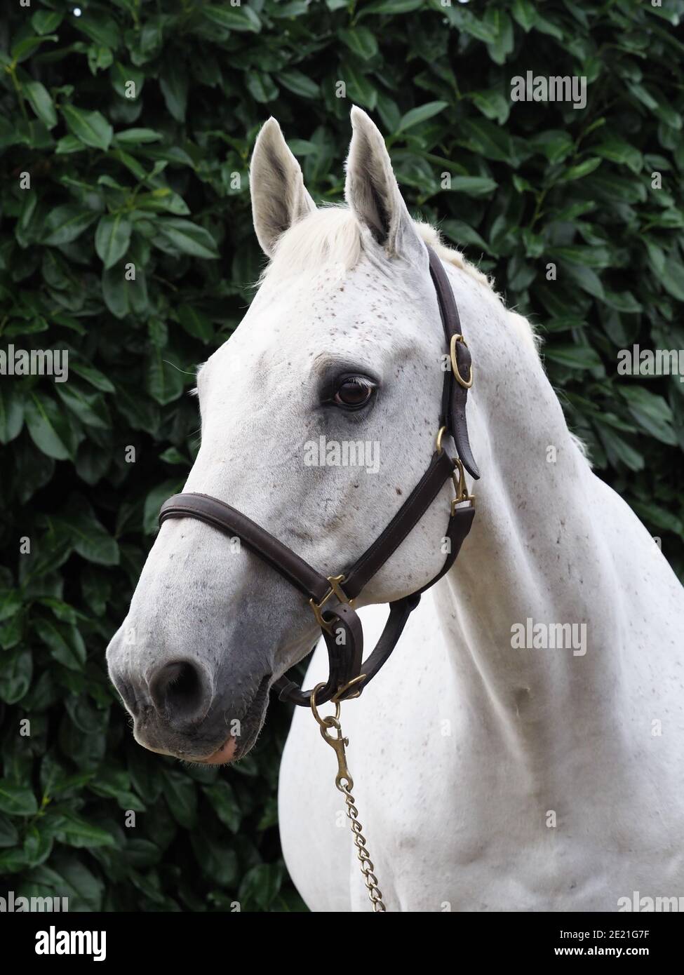 A head shot of a grey thoroughbred horse in a head collar Stock Photo