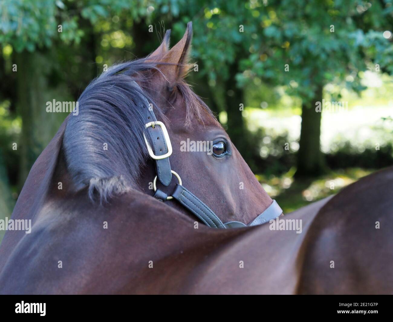 A head shot of a bay thoroughbred horse in a head collar Stock Photo