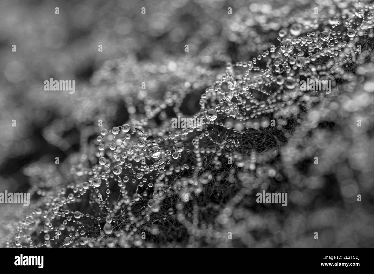 morning dew on woolly jumper Stock Photo