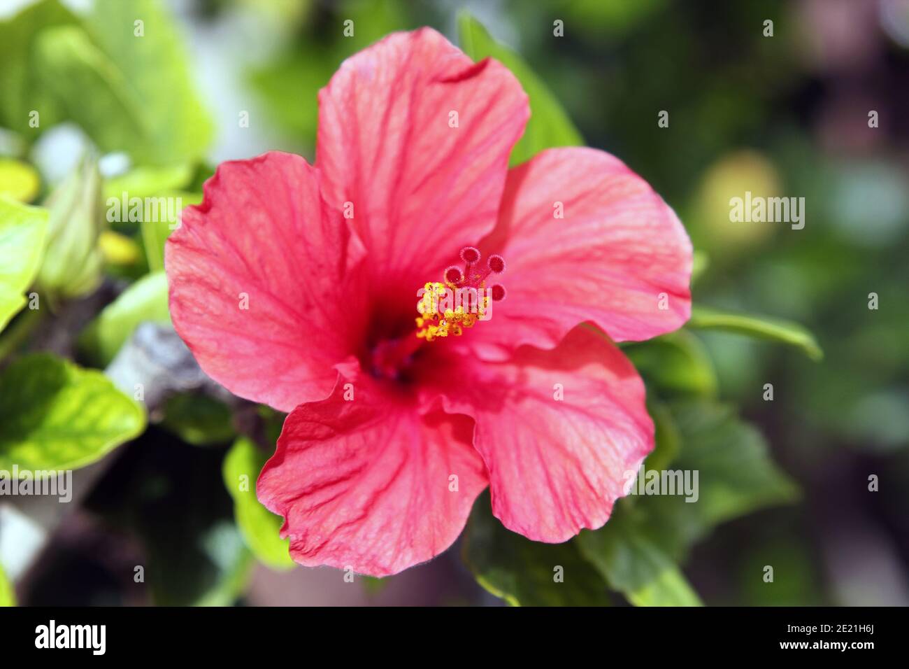 Spanish tropical flower the Red Hibiscus Stock Photo Alamy