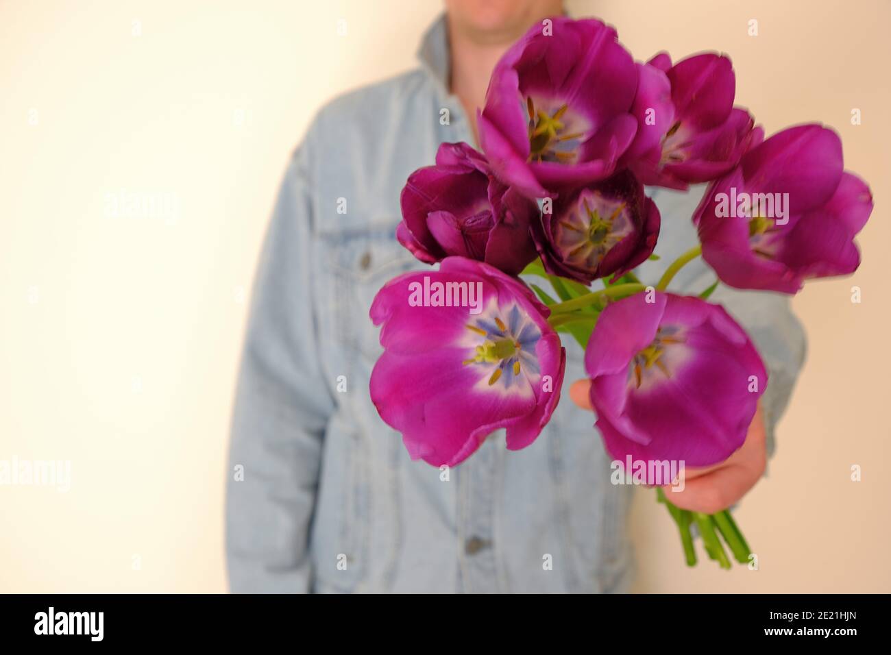 A bouquet of lilac tulips in men's hands. A man gives flowers.  Stock Photo
