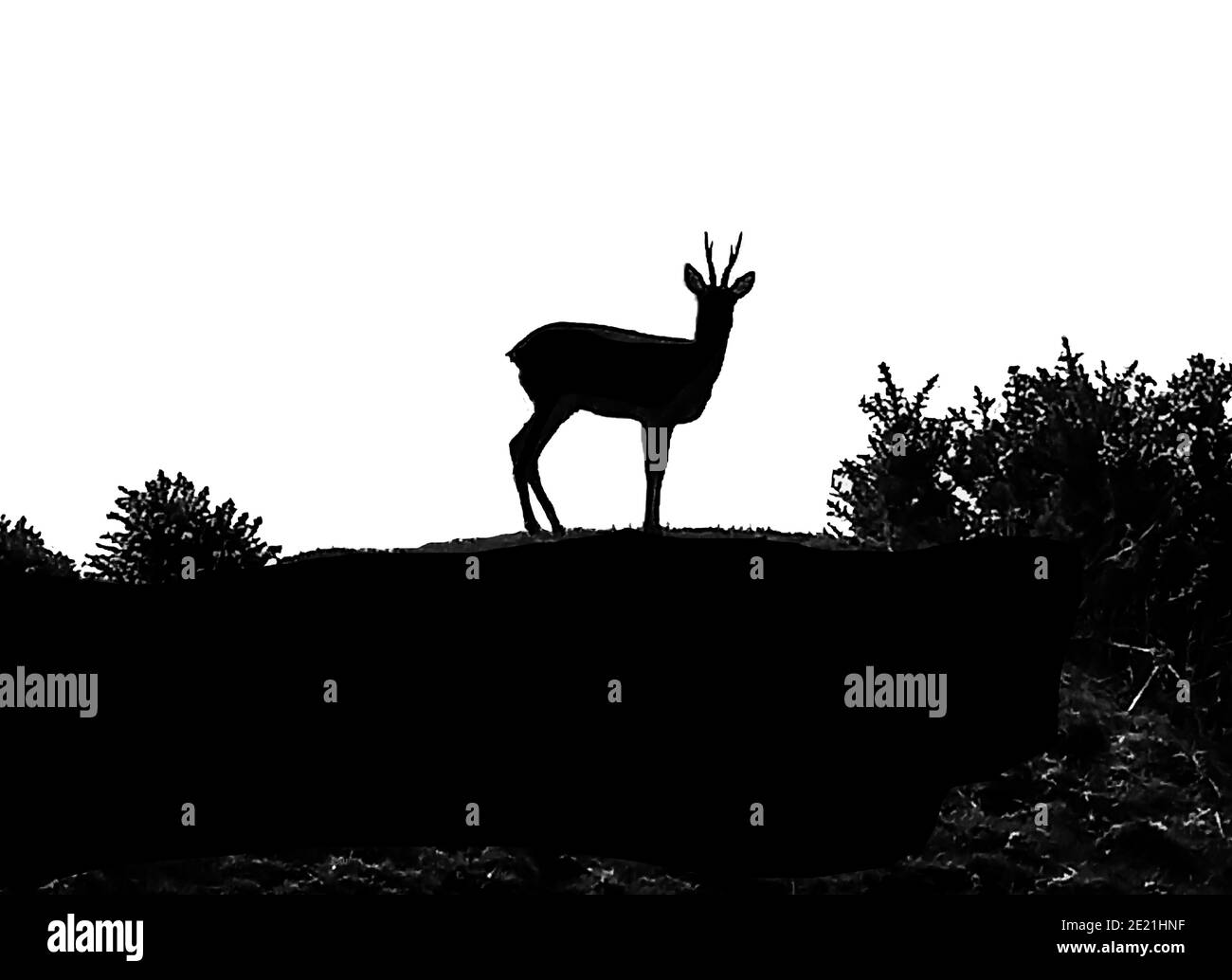 Silhouette  photograph of a young Red Deer, Dumfries & Galloway, (South-west Scotland.) Stock Photo
