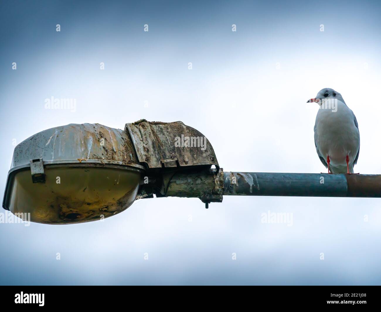 Seagull resting on an old worn lamppost. Stock Photo