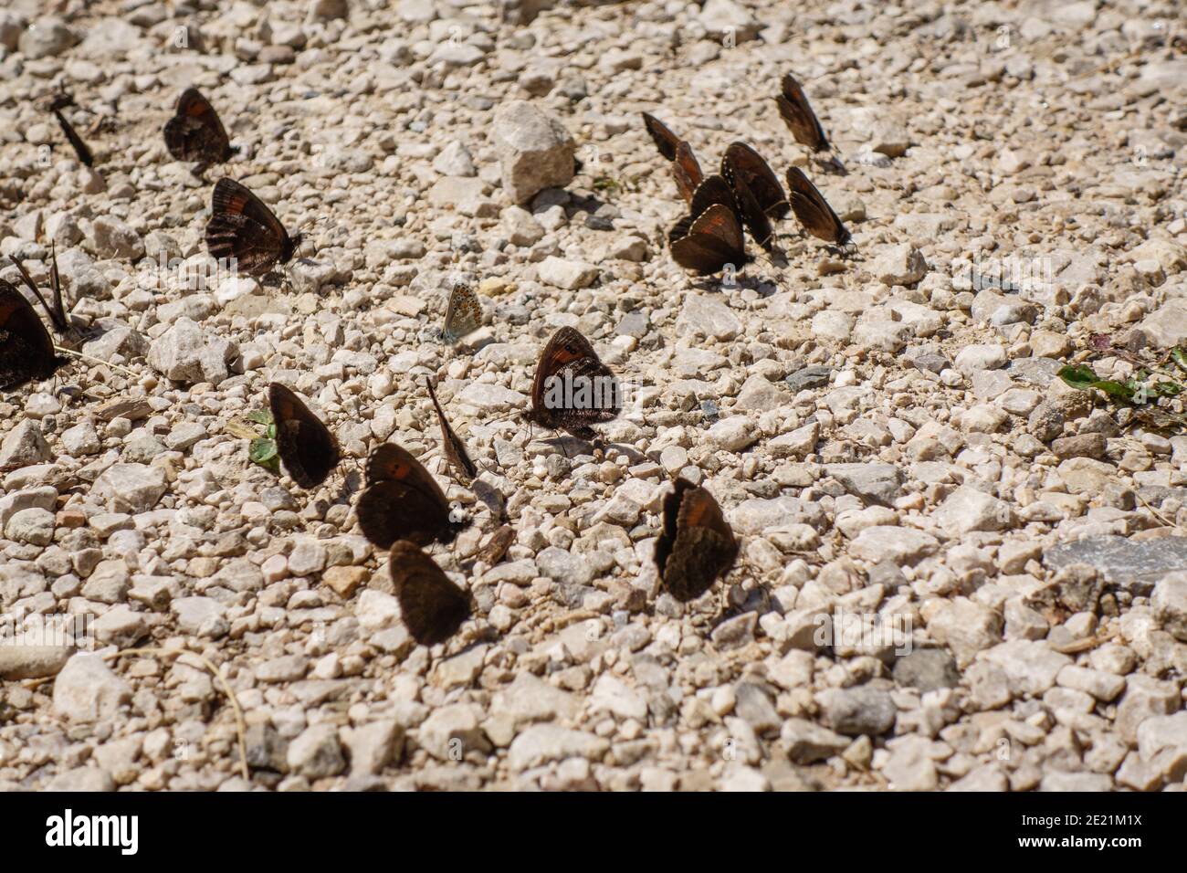 Closeup shot of many butterflies sitting on white pebbles Stock Photo ...