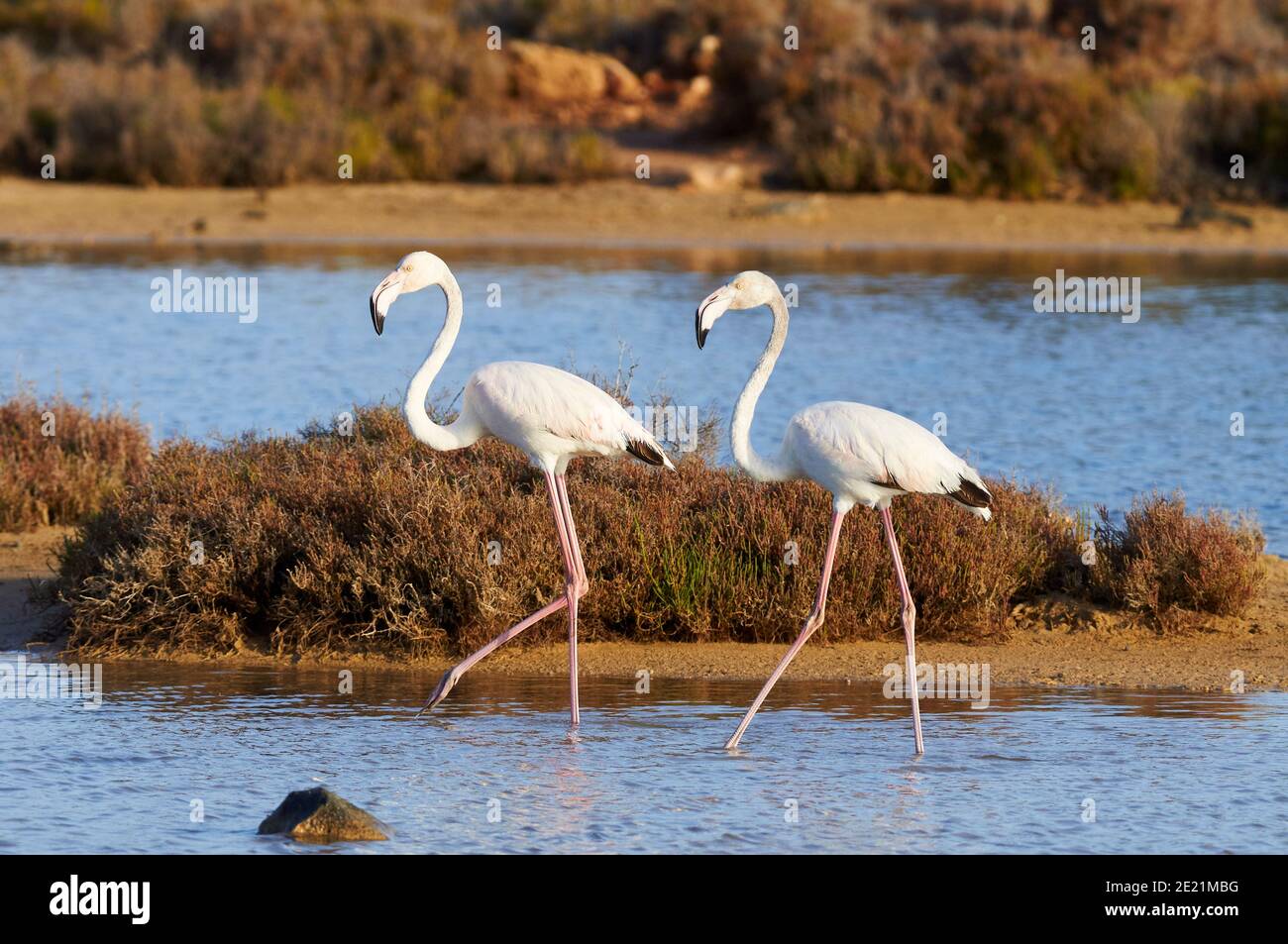 Two greater flamingos (Phoenicopterus roseus) at Estanyets de Can Marroig salt marsh (Ses Salines Natural Park, Formentera, Balearic Islands, Spain) Stock Photo
