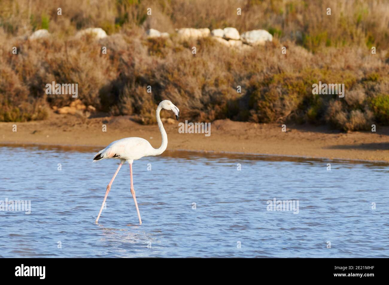 Greater flamingo (Phoenicopterus roseus) at Estanyets de Can Marroig salt marsh (Ses Salines Natural Park, Formentera, Balearic Islands, Spain) Stock Photo
