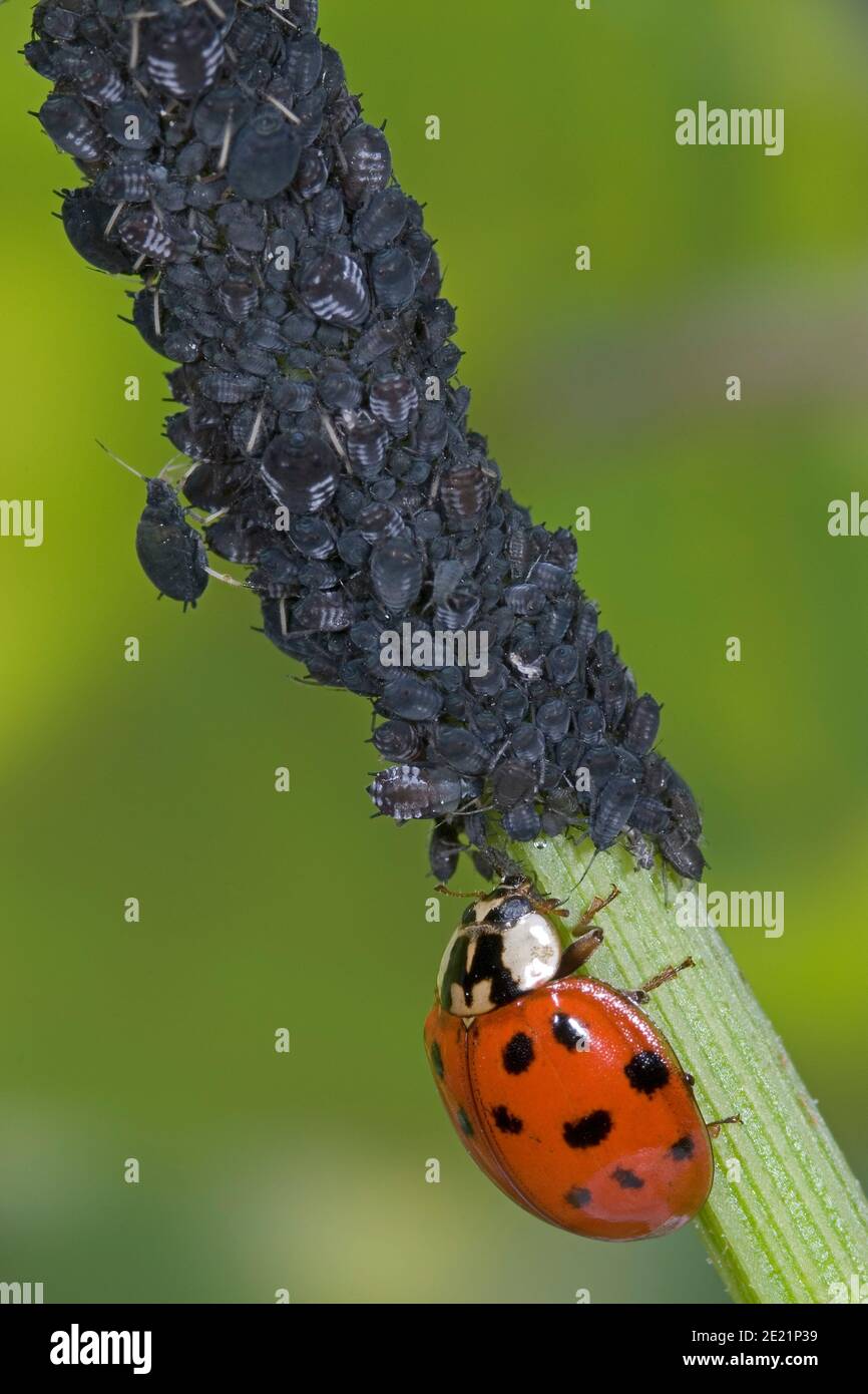 Asian ladybird eats aphid Stock Photo