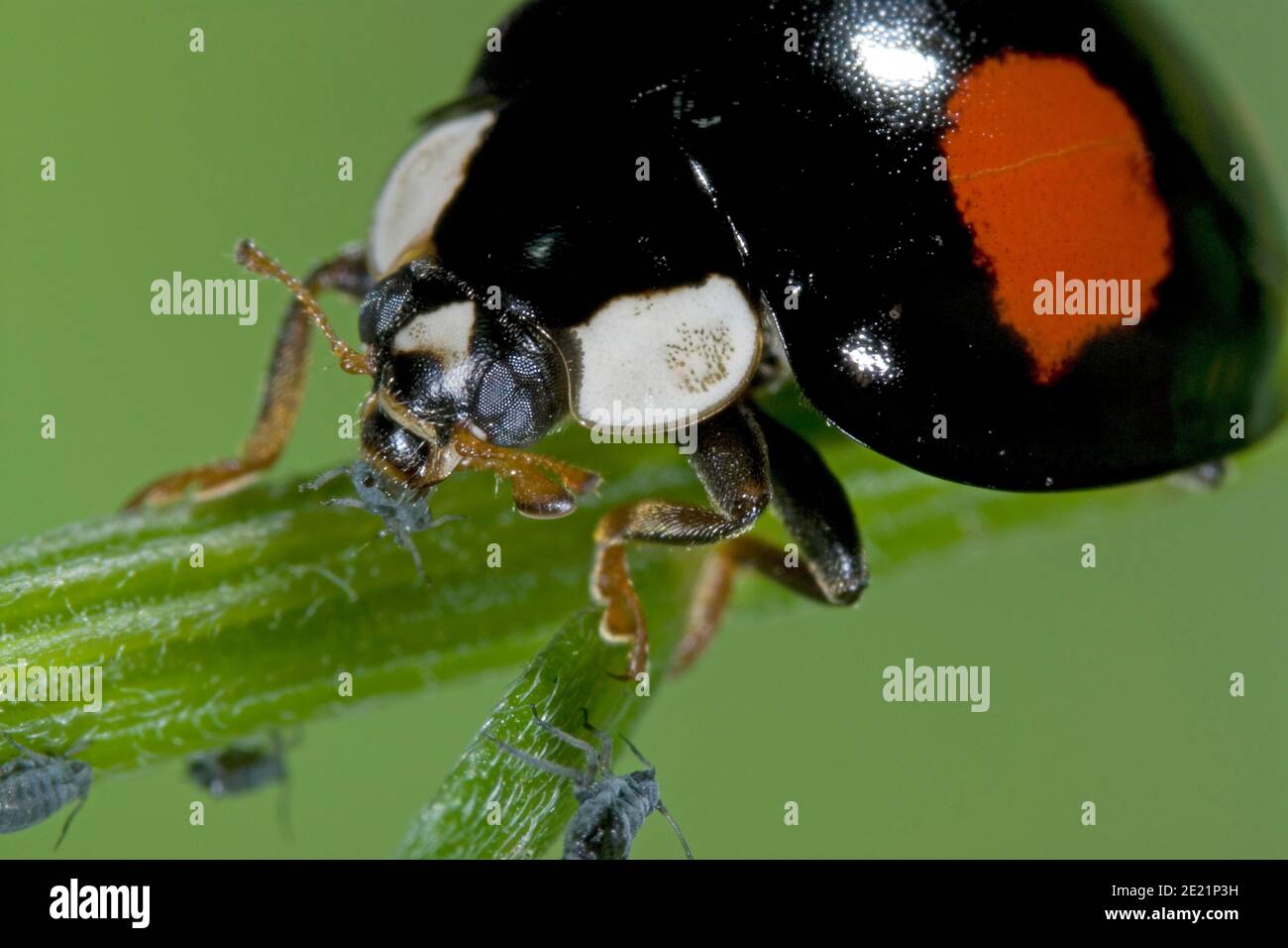 Asian ladybird eats aphid, Asiatischer Marienkäfer frisst Blattlaus, Harlekin Marienkäfer frisst Pflanzenlaus, Harmonia axyridis frisst Schädling Stock Photo