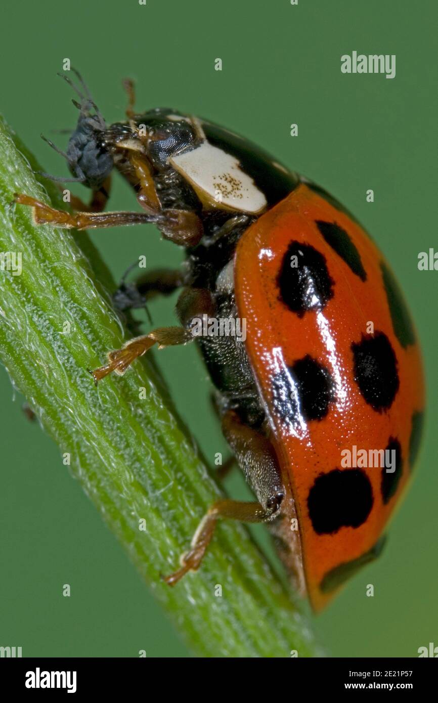 Asian ladybird eats aphid, Asiatischer Marienkäfer frisst Blattlaus, Harlekin Marienkäfer frisst Pflanzenlaus, Harmonia axyridis frisst Schädling Stock Photo