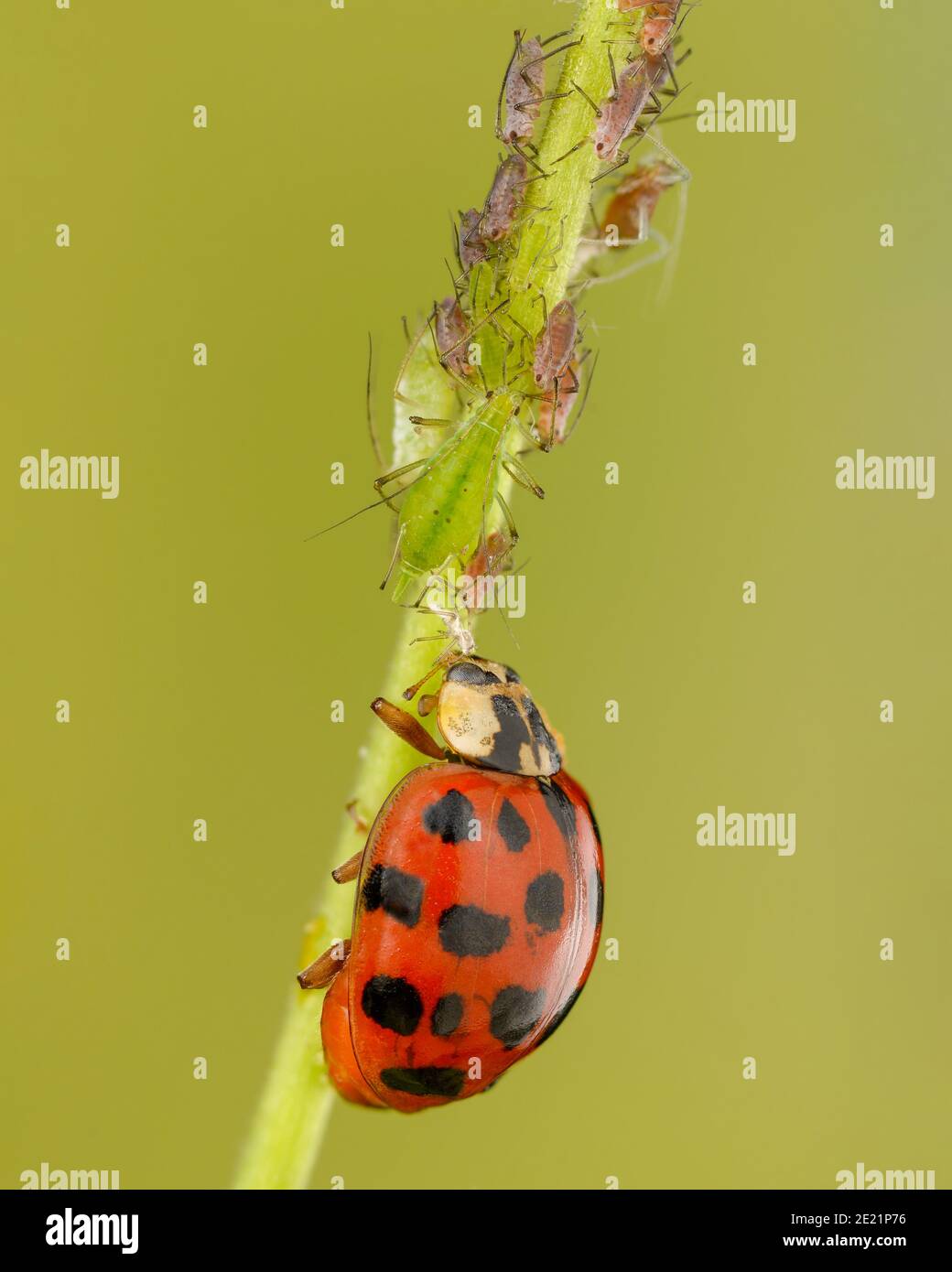 Asian ladybird (Harmonia axyridis)eats aphid eats aphid, Biological pest control with insects Stock Photo