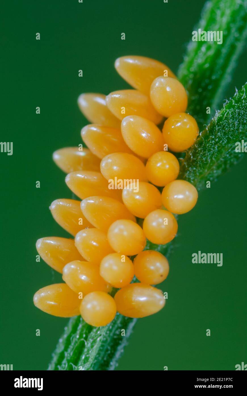 Asian ladybird eggs Stock Photo