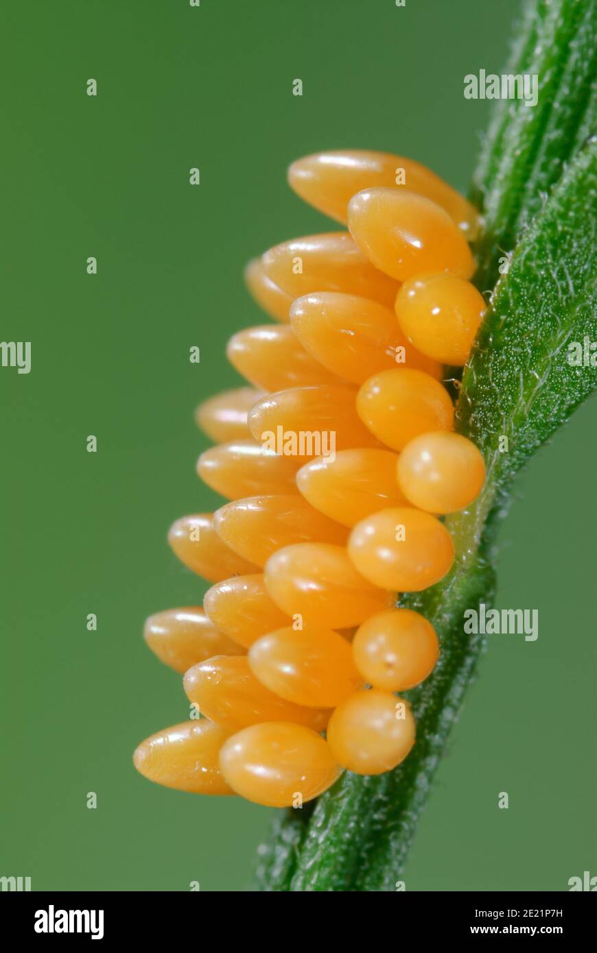 Asian ladybird eggs Stock Photo