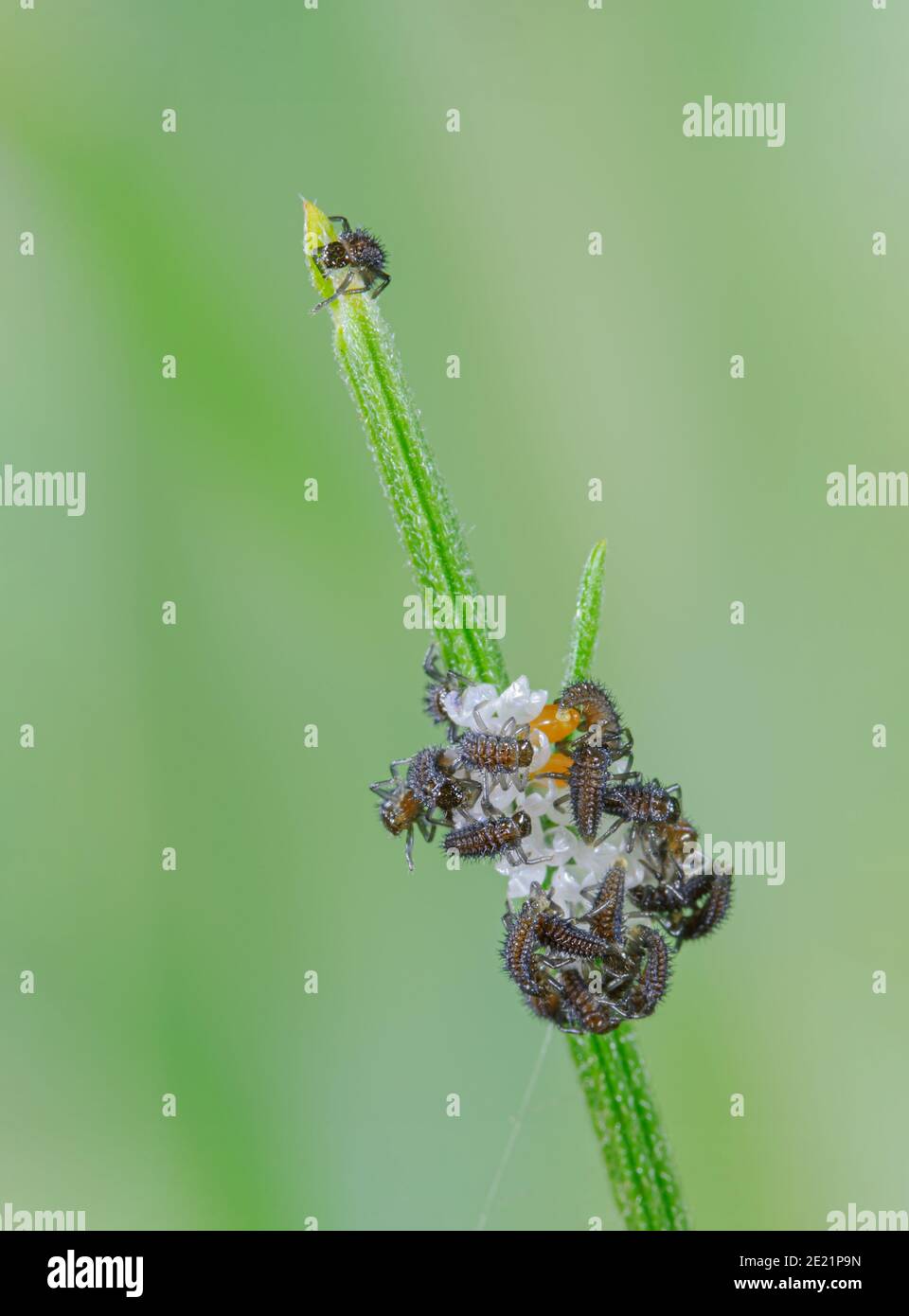 Hatched Asian ladybird, harmonia axyridis, larvae on their eggs Stock Photo