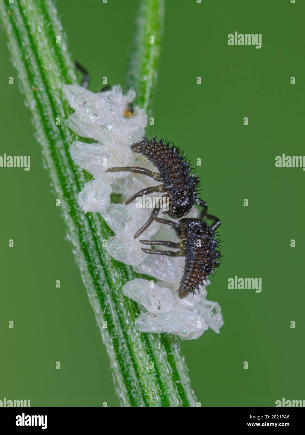 white ladybug larvae