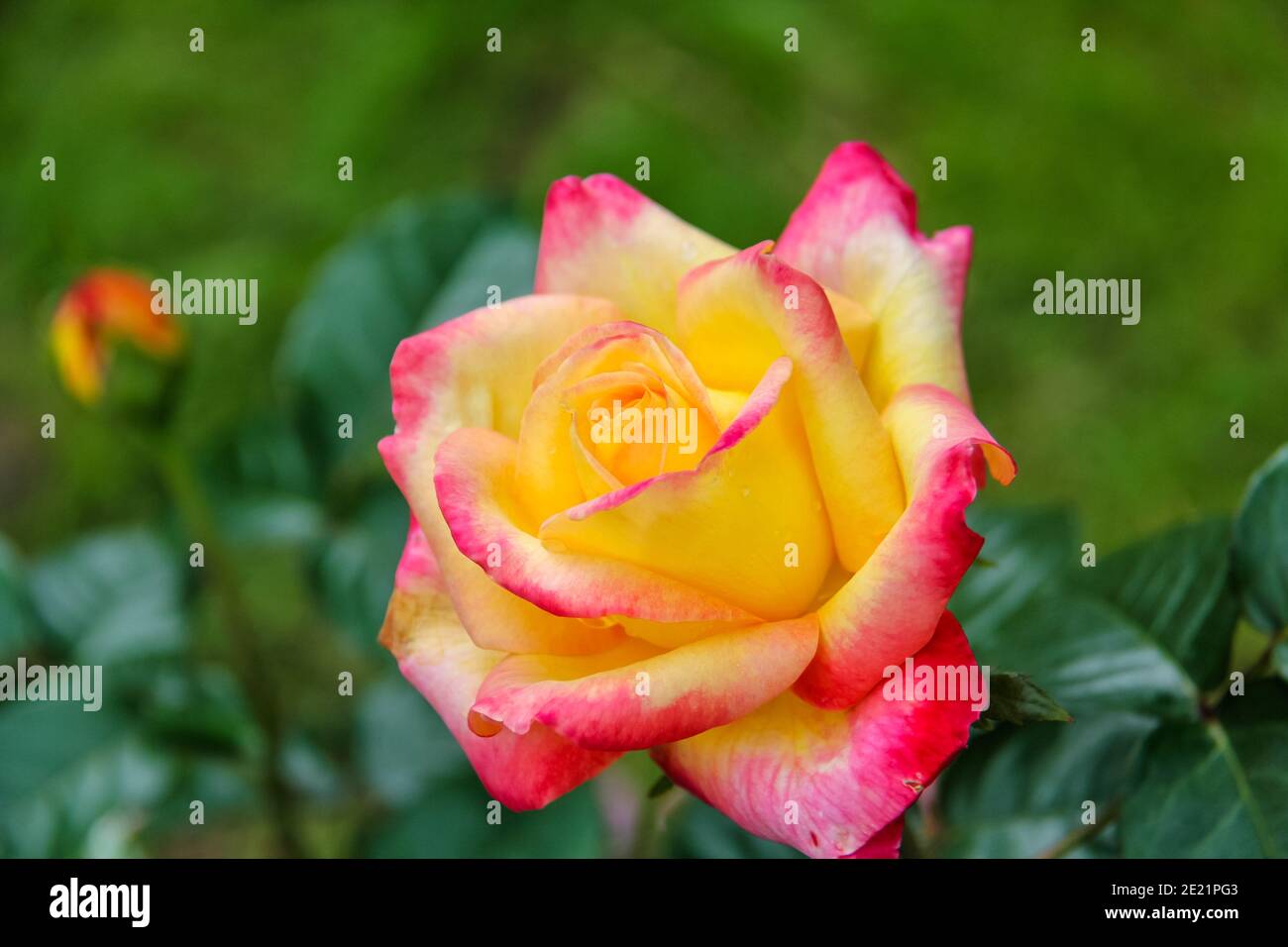 Rose Pullman Orient Express High Resolution Stock Photography and Images -  Alamy