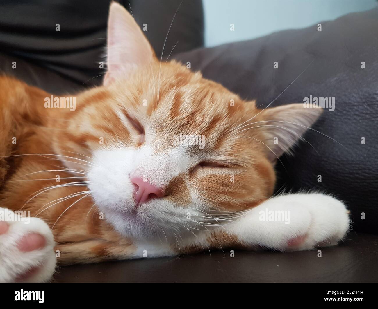 Lazy Comfort Hi-res Stock Photography And Images - Alamy