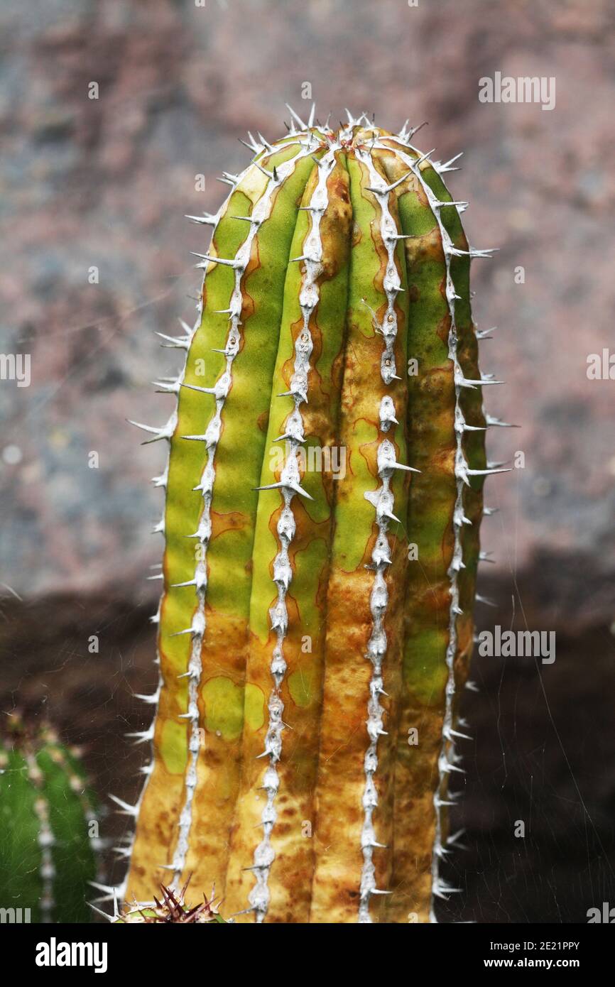 54+ Wolfsmilchgewächs Zierpflanze, Zur gattung euphorbia zählen