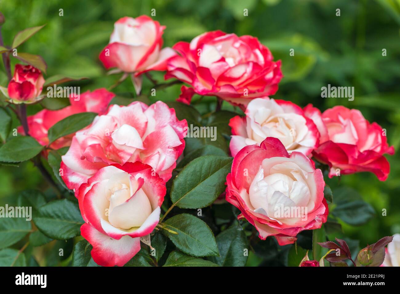 Close-up of Nostalgia's hybrid tea rose in the garden Stock Photo - Alamy