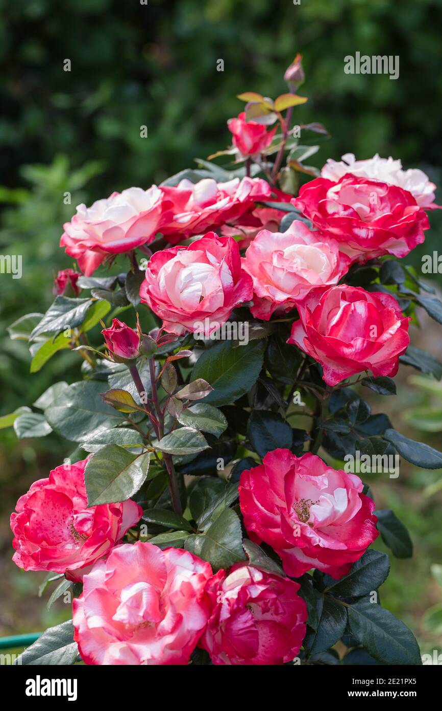 Close-up of Nostalgia's hybrid tea rose in the garden Stock Photo