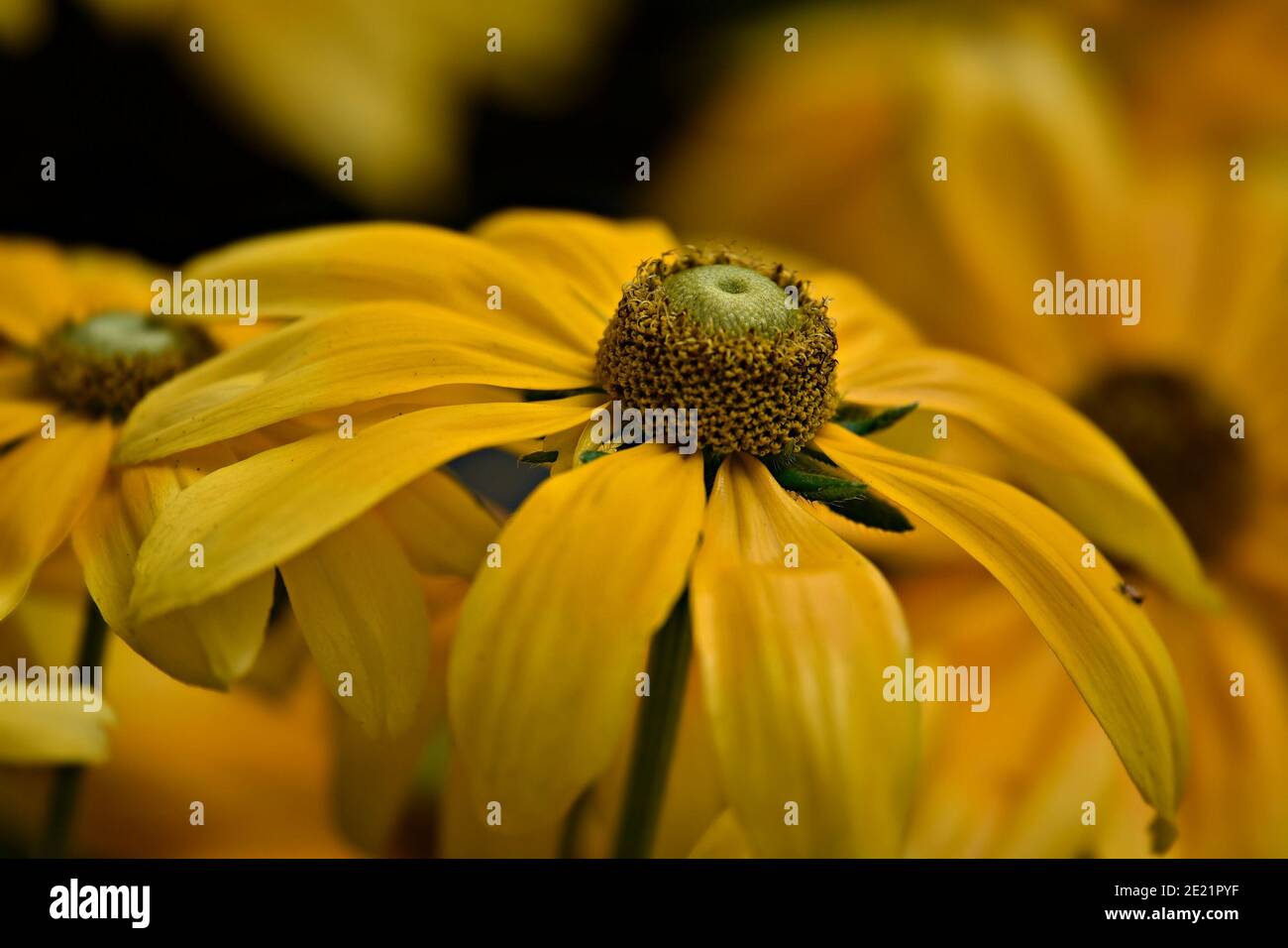Helenium autumnale (Common sneezeweed) a sunflower family flowering plant. Stock Photo