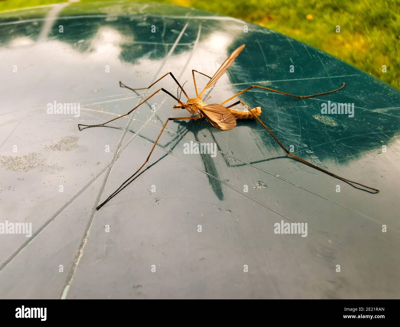 Huge mosquito pictured on a green bin. Stock Photo