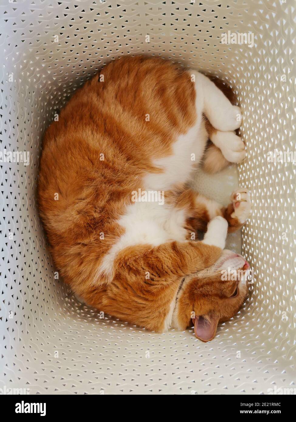 Ginger cat sleeping in a laundry basket Stock Photo Alamy