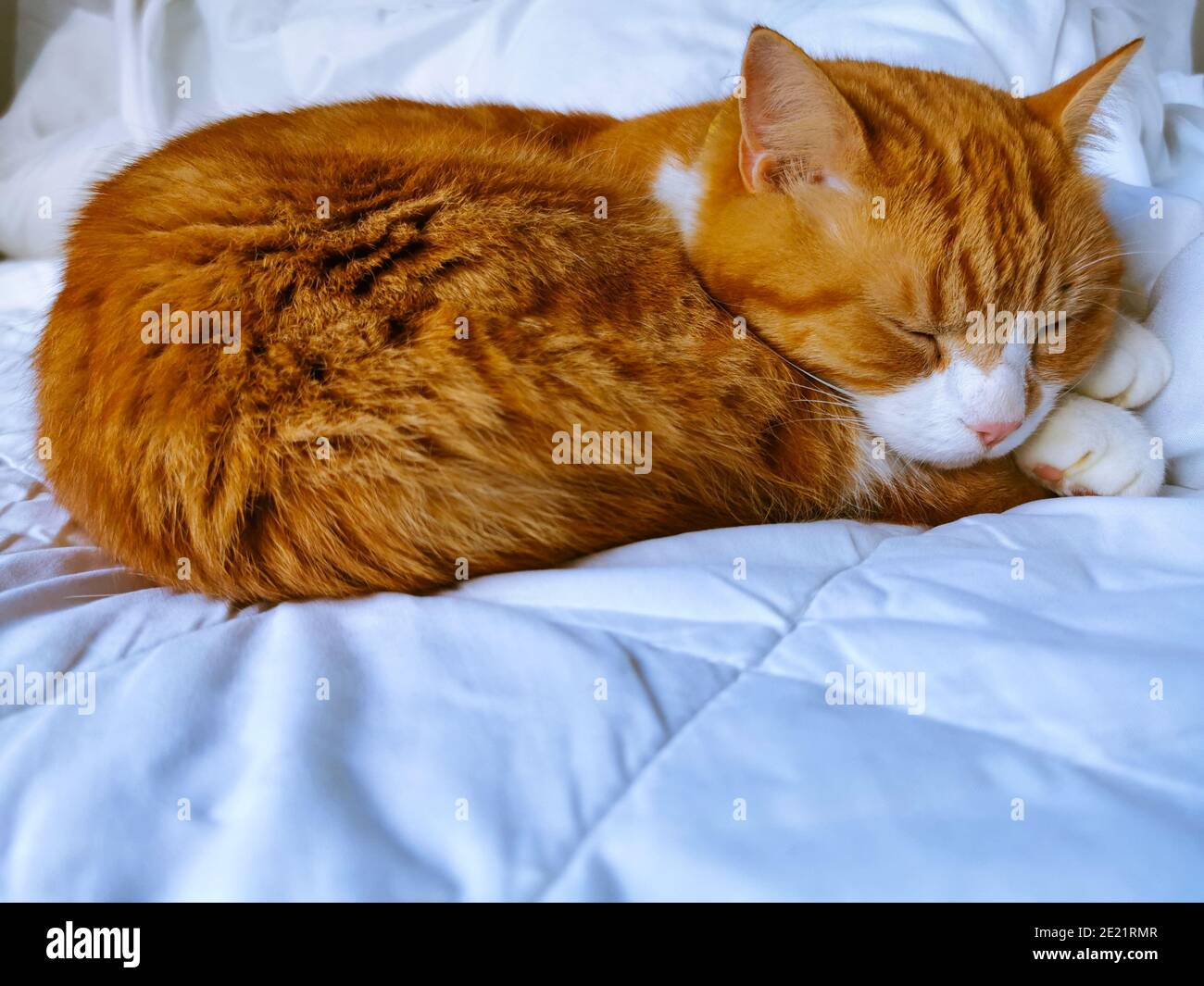 Sleeping fluffy white cat hi-res stock photography and images - Alamy
