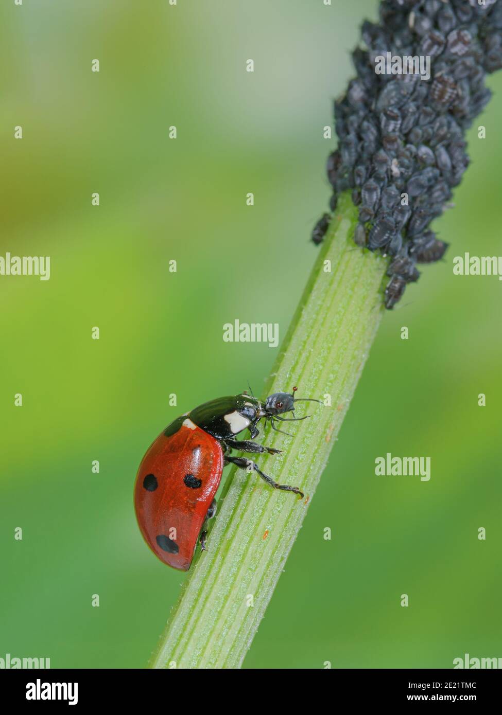 Ladybird infestation hires stock photography and images Alamy