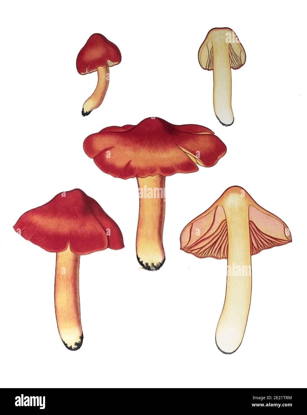 Hygrocybe punicea, sometimes called Crimson- or Scarlet Waxy Cap, is a colourful member of the genus Hygrocybe, the waxcaps, found across Northern Europe. Originally described as Hygrophorus puniceus, it is the largest member of the genus. from the book Sveriges ätliga och giftiga svampar tecknade efter naturen under ledning [Sweden's edible and poisonous mushrooms drawn after nature under guidance] By Fries, Elias, 1794-1878; Kungl. Svenska vetenskapsakademien Published in Stockholm, Sweden in 1861 Stock Photo