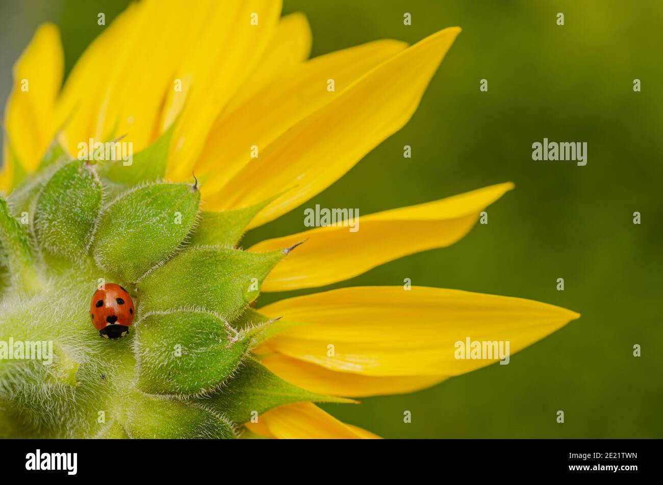 Ladybird, Coccinella septempunctata, on sunflower Stock Photo