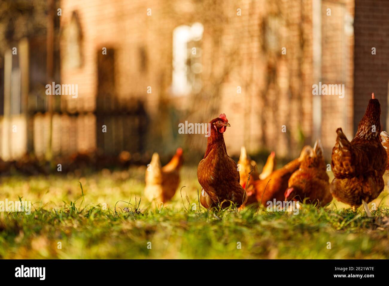 Free range organic chickens poultry in a country farm Stock Photo Alamy
