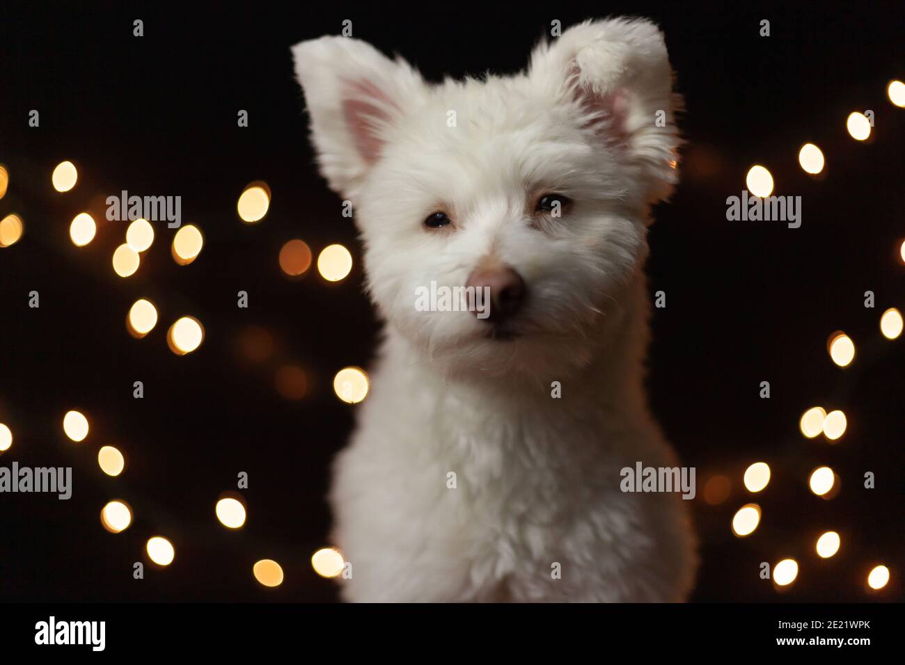 A White Fluffy Grumpy Looking Mixed Breed Dog On A Black Background With Lights Behind Him The Dog Is Mainly Chihuahua Japanese Spitz And Standar Stock Photo Alamy