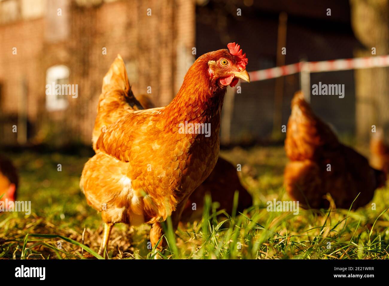 Free range organic chickens poultry in a country farm Stock Photo