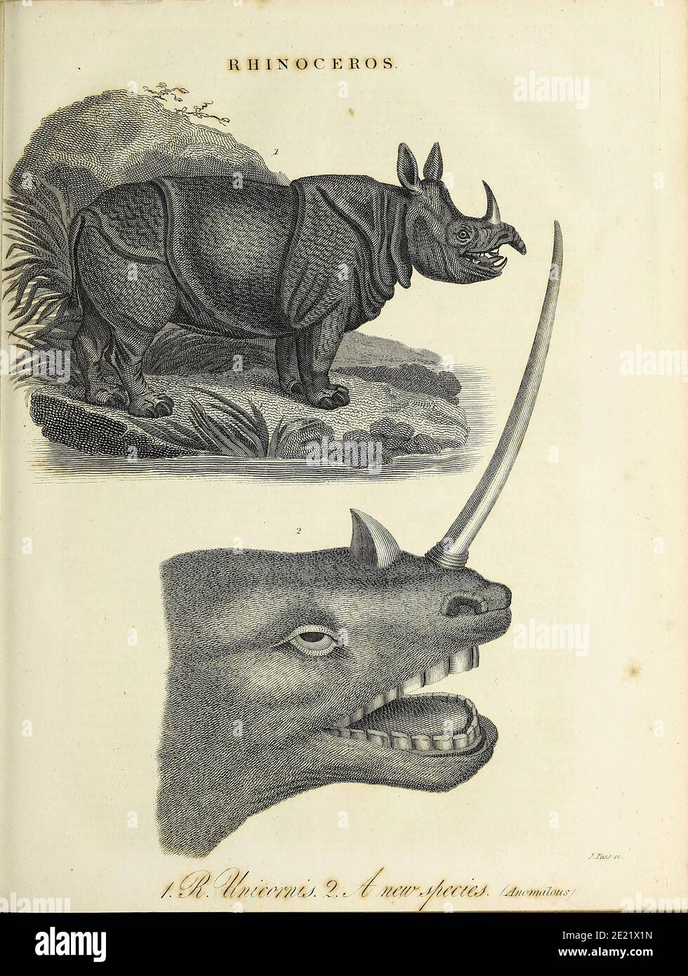 Rhinoceros (a new species [imaginary]) Copperplate engraving From the Encyclopaedia Londinensis or, Universal dictionary of arts, sciences, and literature; Volume XXII;  Edited by Wilkes, John. Published in London in 1827 Stock Photo