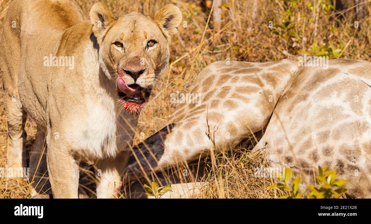 Closeup shot of an African lion eating a giraffe Stock Photo