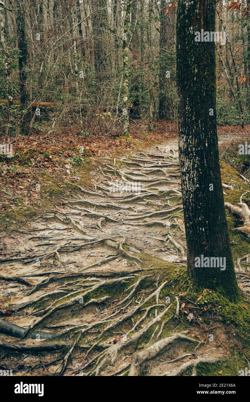 Roots visible in nature trail Stock Photo - Alamy