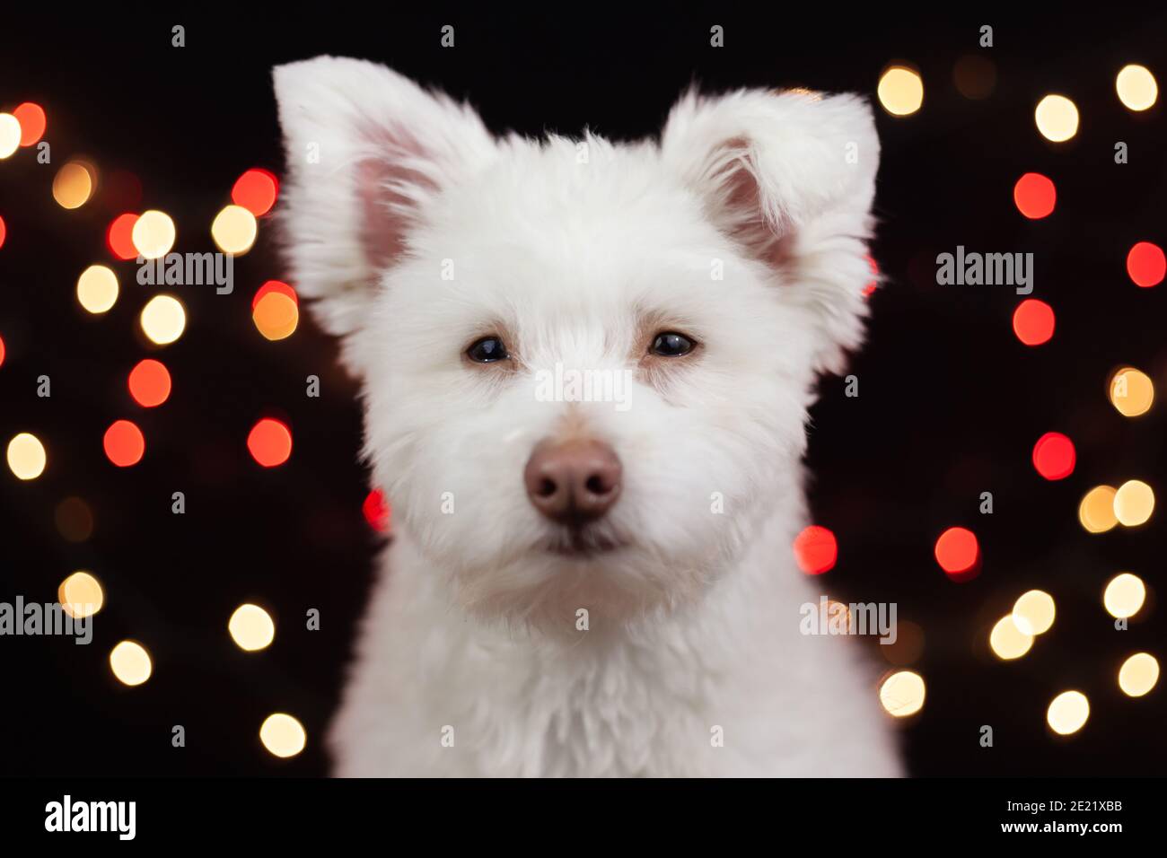 A White Fluffy Grumpy Looking Mixed Breed Dog On A Black Background With Lights Behind Him The Dog Is Mainly Chihuahua Japanese Spitz And Standar Stock Photo Alamy