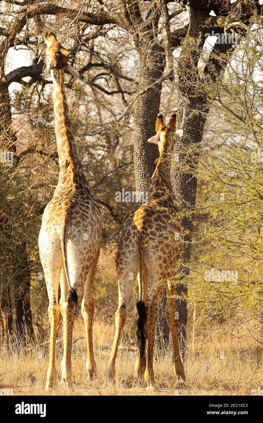 Head shot two giraffes hi-res stock photography and images - Alamy