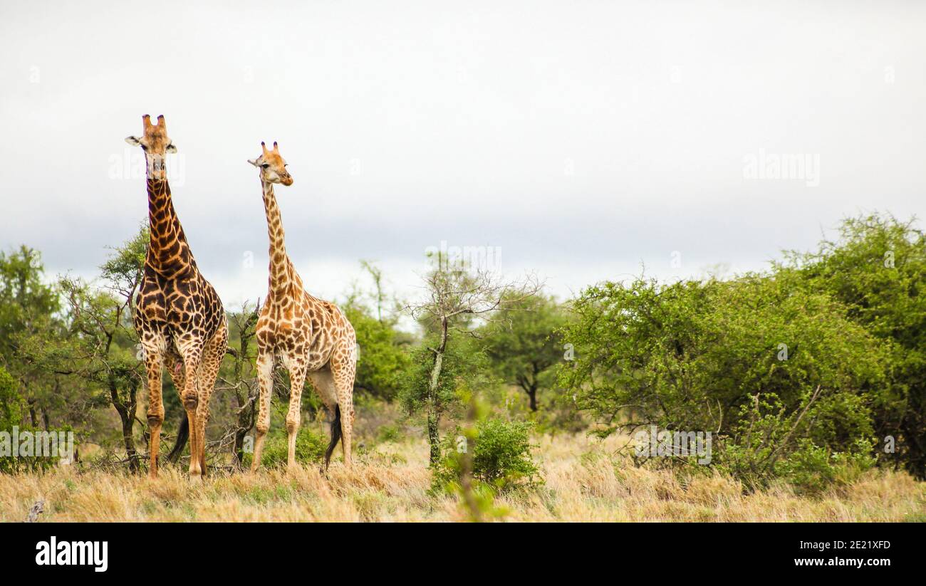 Shot two cute tall hi-res stock photography and images - Alamy