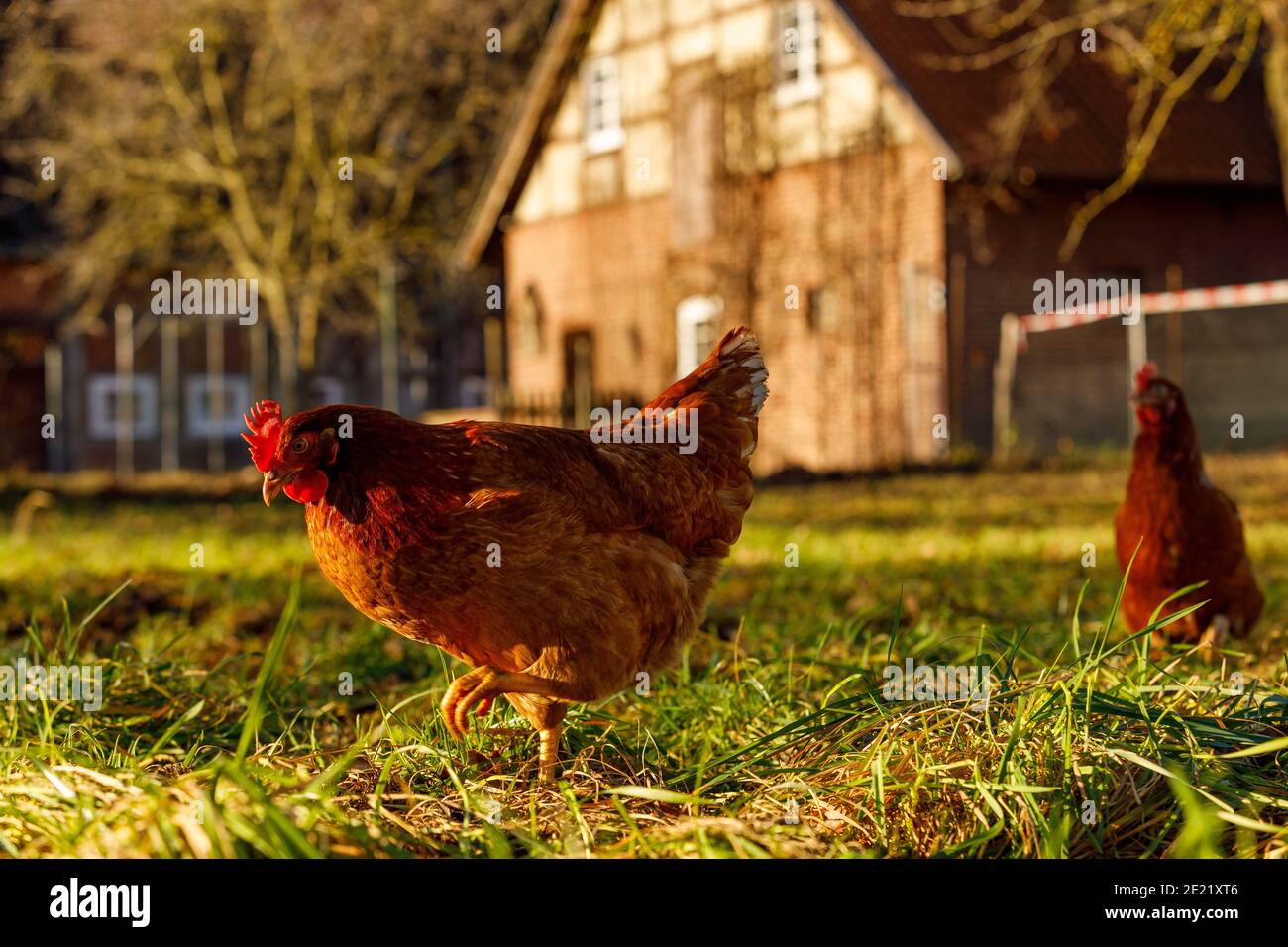Free range organic chickens poultry in a country farm Stock Photo