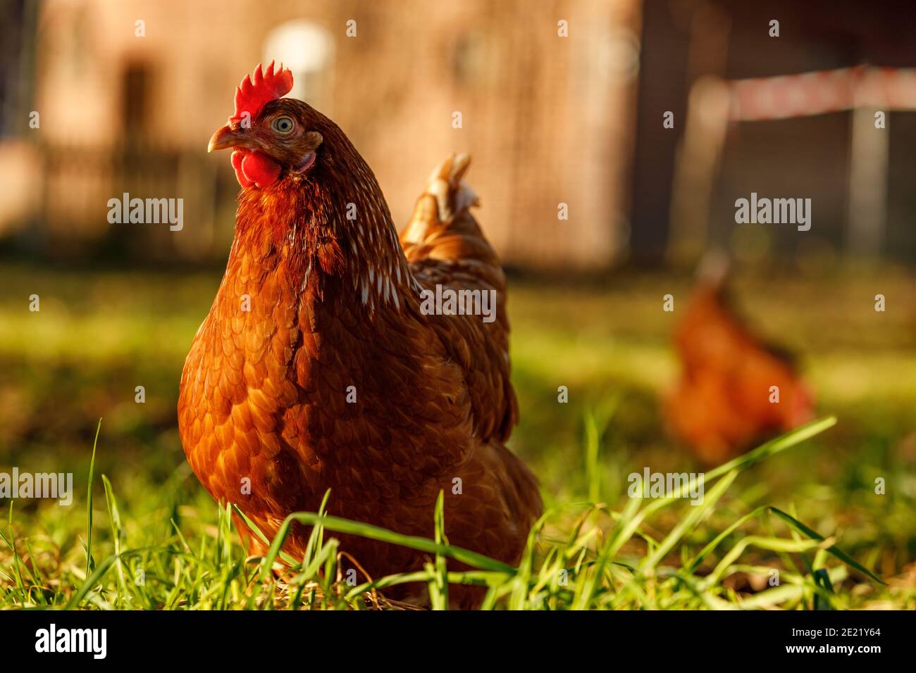 Free range organic chickens poultry in a country farm on a winter morning, germany Stock Photo