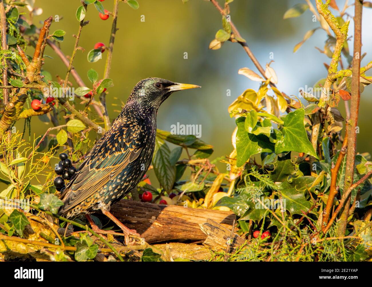 Starlings, Sturnidae, perched on a branch over a UK Garden, January 2020 Stock Photo