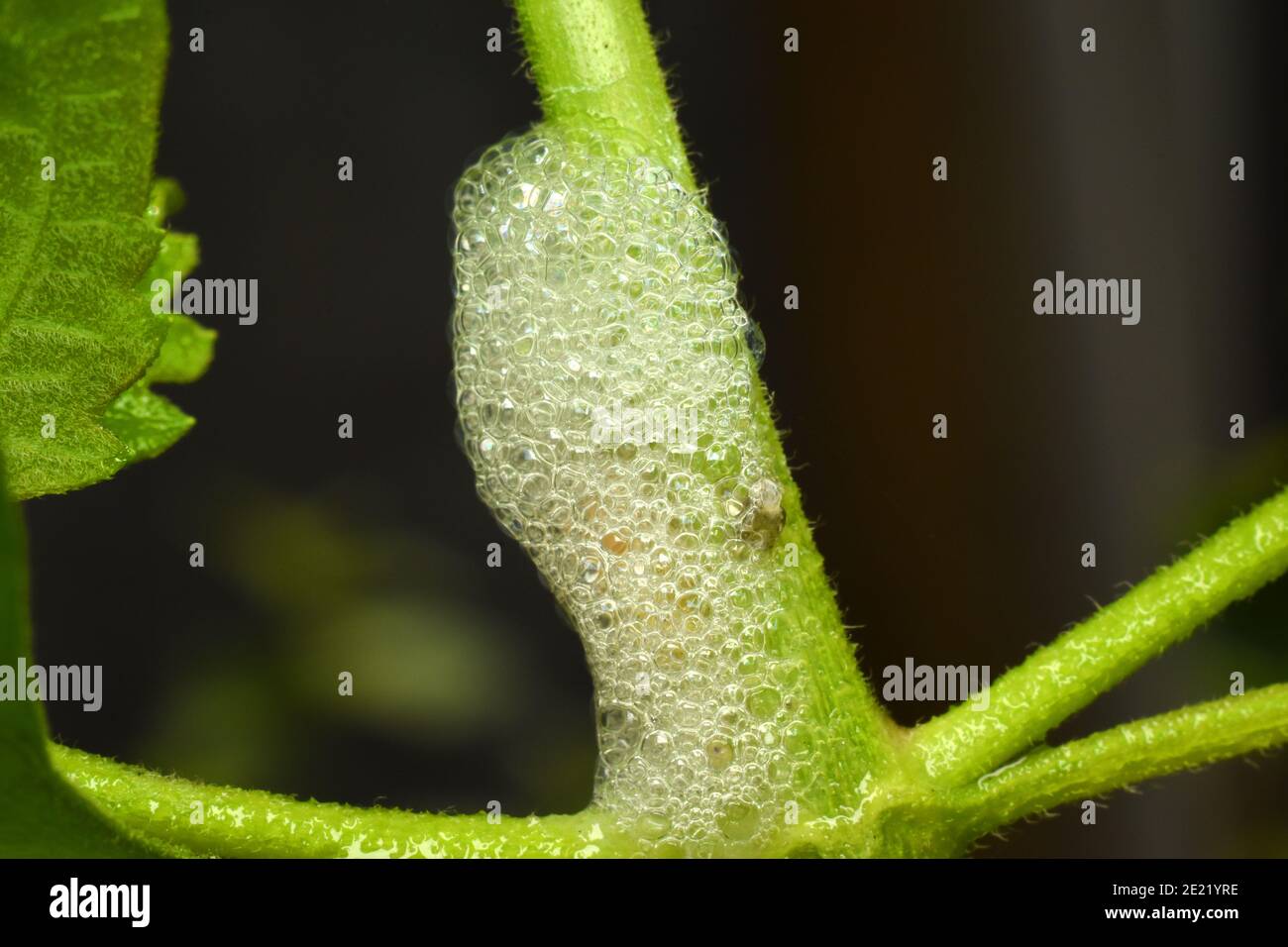 Froghopper Larva In Nature Hi res Stock Photography And Images Alamy froghopper-larva-in-nature-hi-res-stock-photography-and-images-alamy