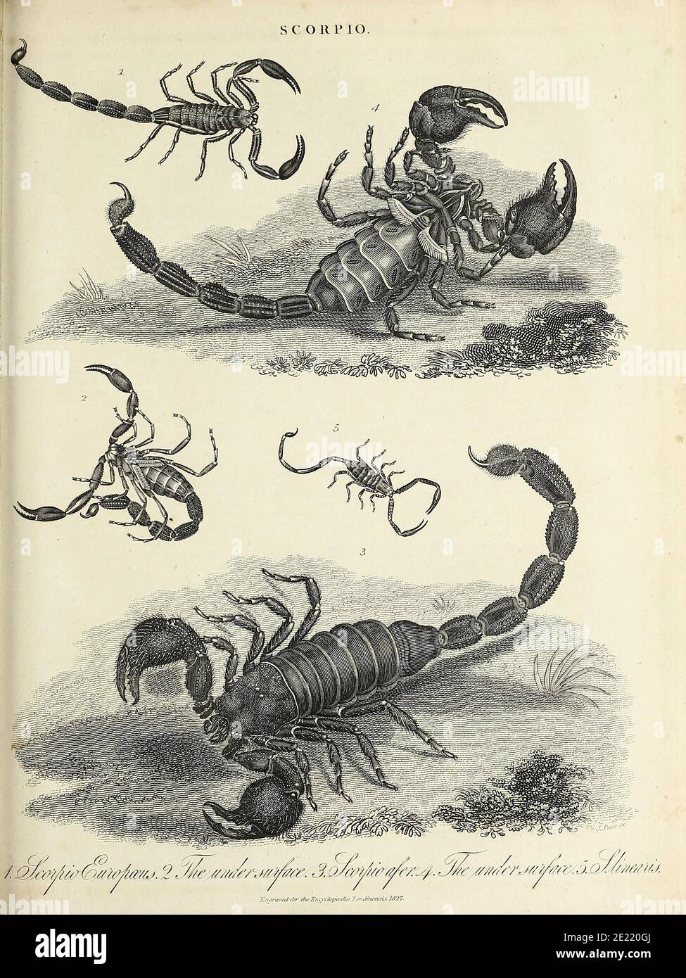 Scorpio [Scorpions] Copperplate engraving From the Encyclopaedia Londinensis or, Universal dictionary of arts, sciences, and literature; Volume XXII;  Edited by Wilkes, John. Published in London in 1827 Stock Photo