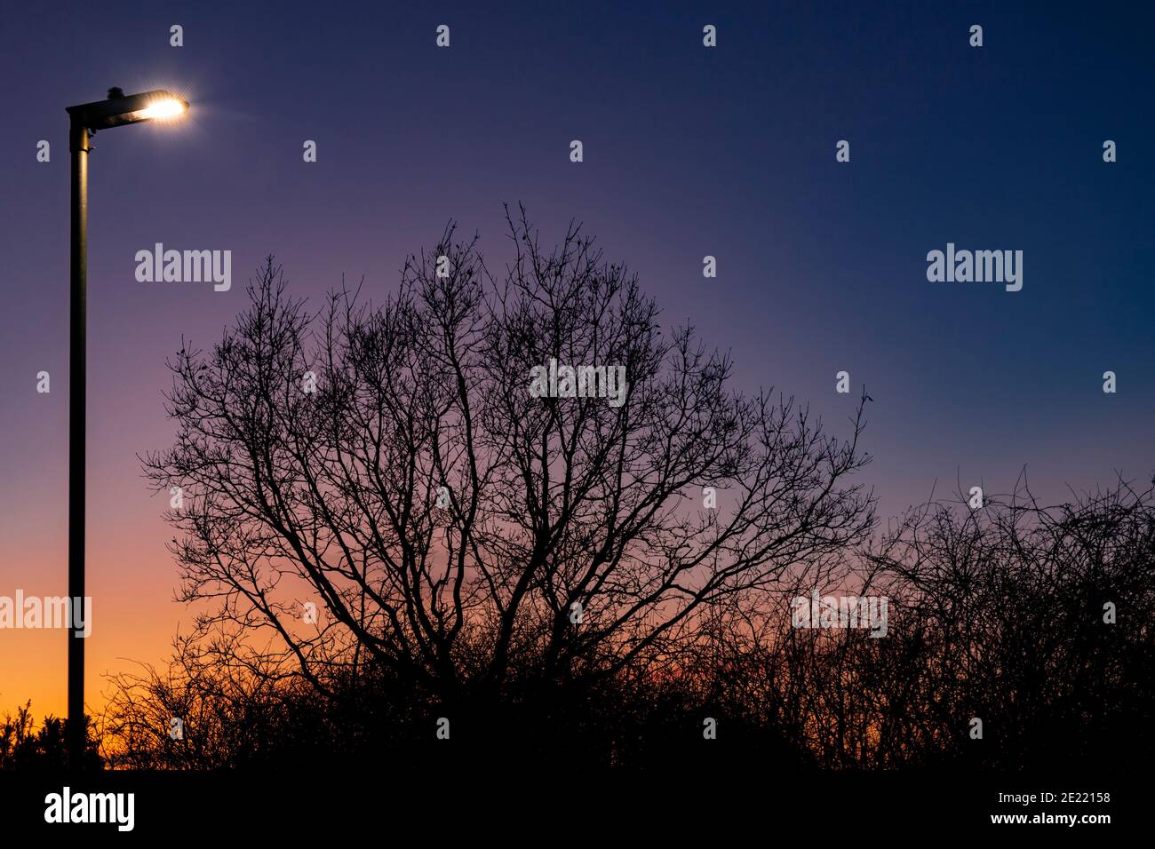 Tree and streetlight at dusk Stock Photo