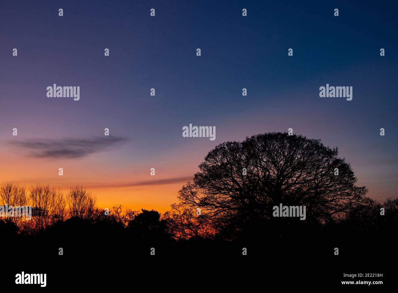 Oak tree in silhouette at dusk Stock Photo