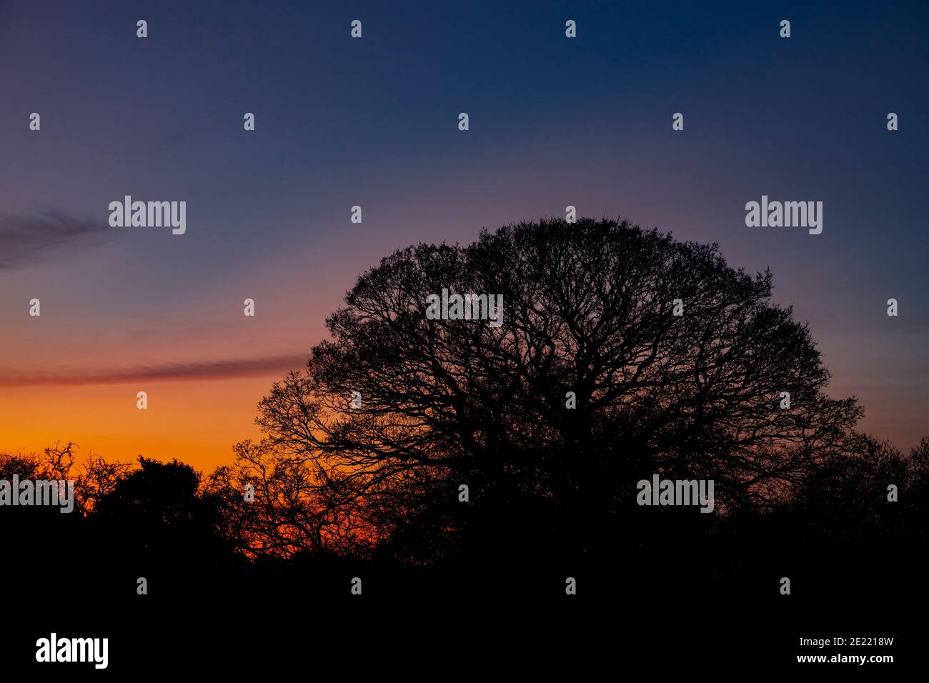 Oak tree in silhouette at dusk Stock Photo