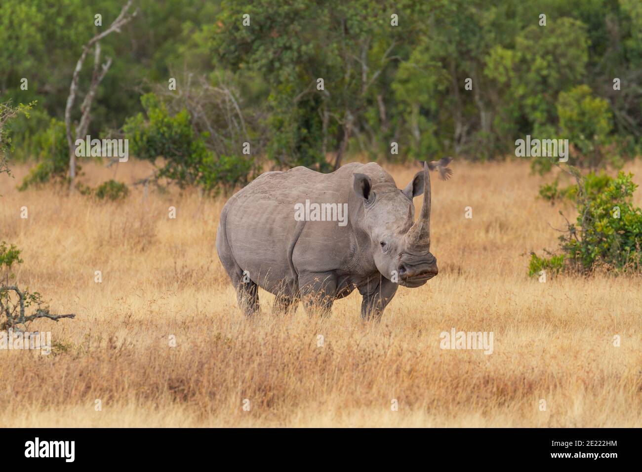 Southern white rhinoceros (Ceratotherium sinum simum) with long horns in Ol Pejeta Conservancy, Kenya, Africa. Square-lipped front near threatened Stock Photo