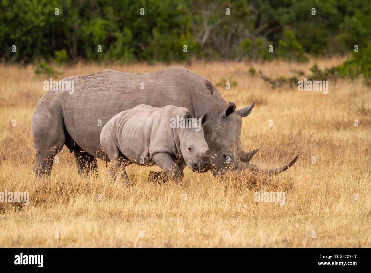 South white rhinoceros mother with baby calf move on dry grass in Ol Pejeta Conservancy, Kenya. Near threatened African wildlife in safari destination Stock Photo