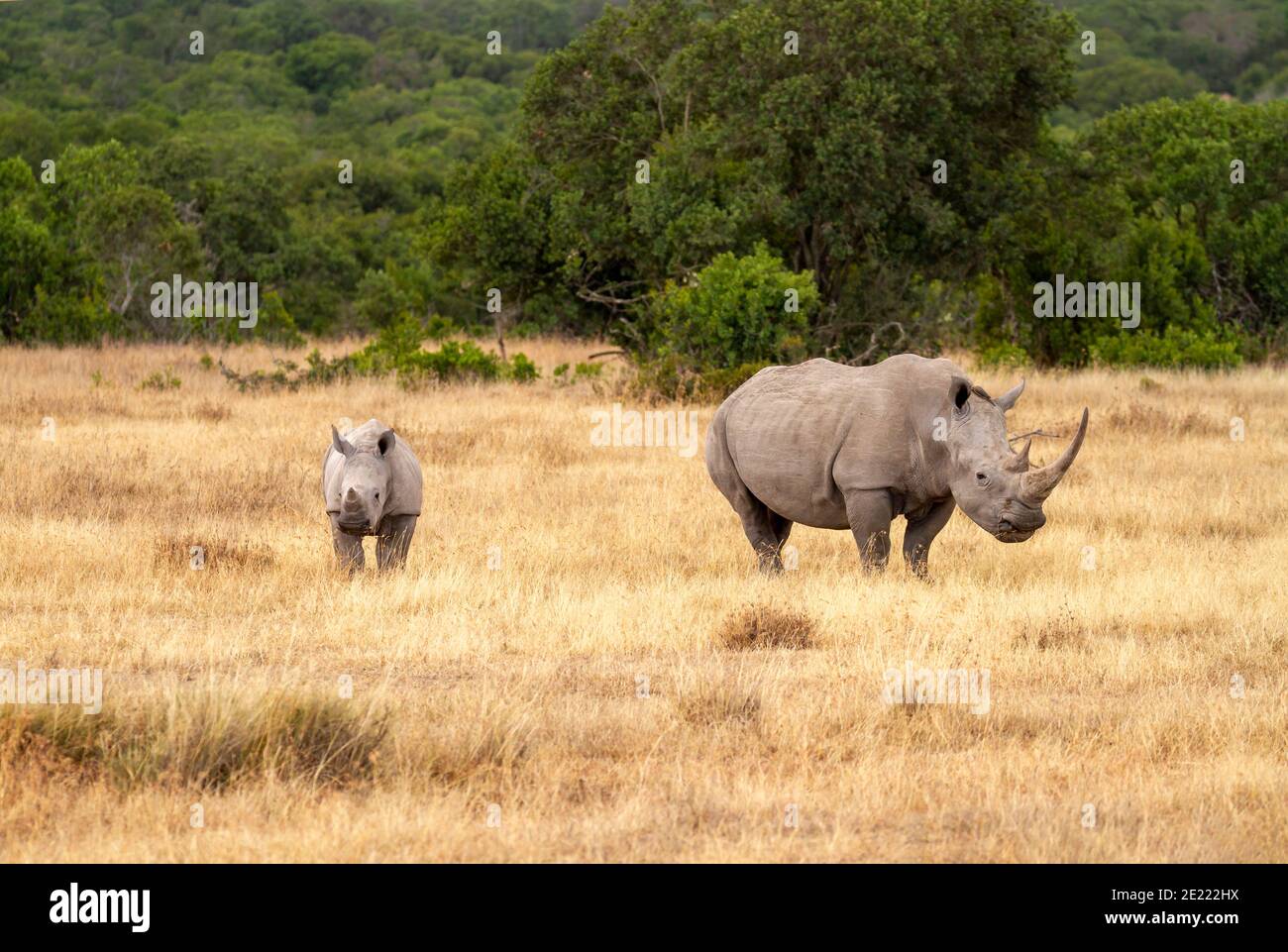 Southern white rhinoceros cow and calf (Ceratotherium simum) in Ol Pejeta Conservancy, Kenya, Africa. Near threatened species also Square-lipped rhino Stock Photo